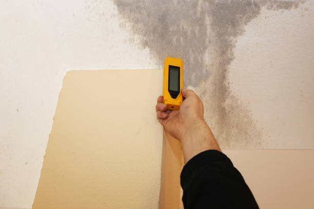 Best Attic Mold Removal  in Los Chaves, NM