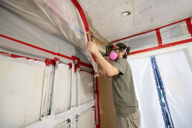 Best Basement Mold Removal  in Los Chaves, NM