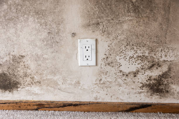 Best HVAC Mold Inspection and Cleaning  in Los Chaves, NM